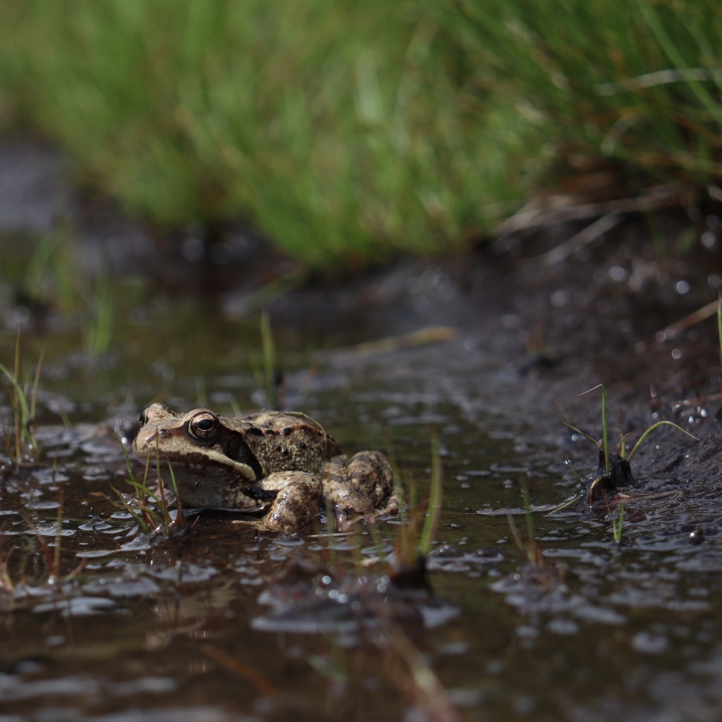 Лягушка сидит в луже во время дождя