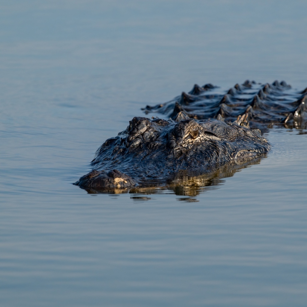 Большой аллигатор плывет по воде