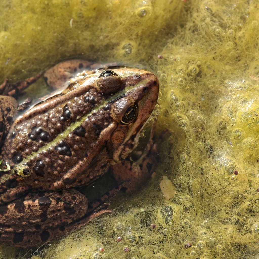 Большая жаба сидит в водорослях 