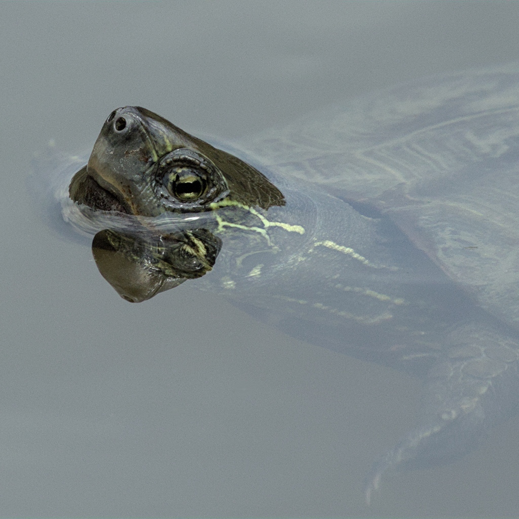 Большая черепаха плавает в воде