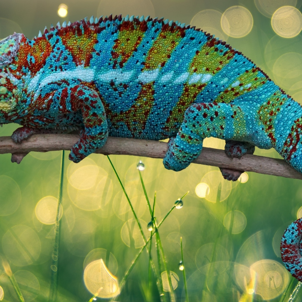 Красивый яркий хамелеон сидит на ветке