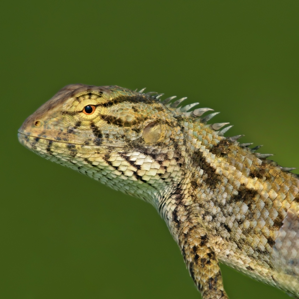 Красивая ящерица на зеленом фоне