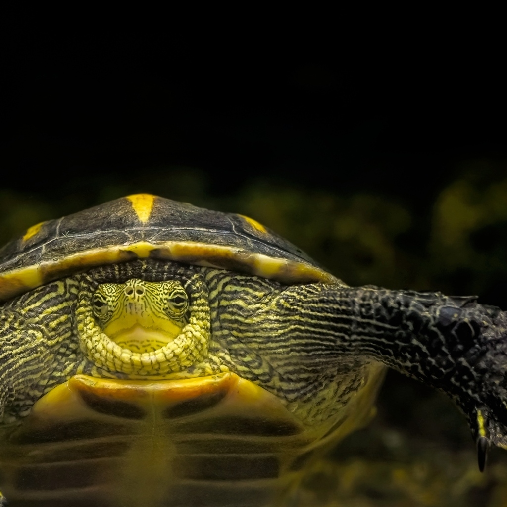 Большой китайская полосатая черепаха в аквариуме