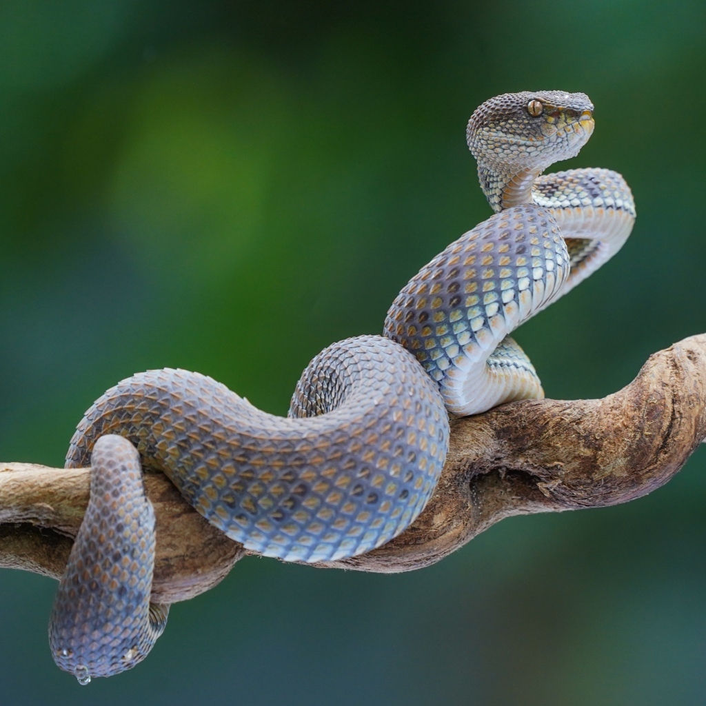 Большая голубая змея на ветке 
