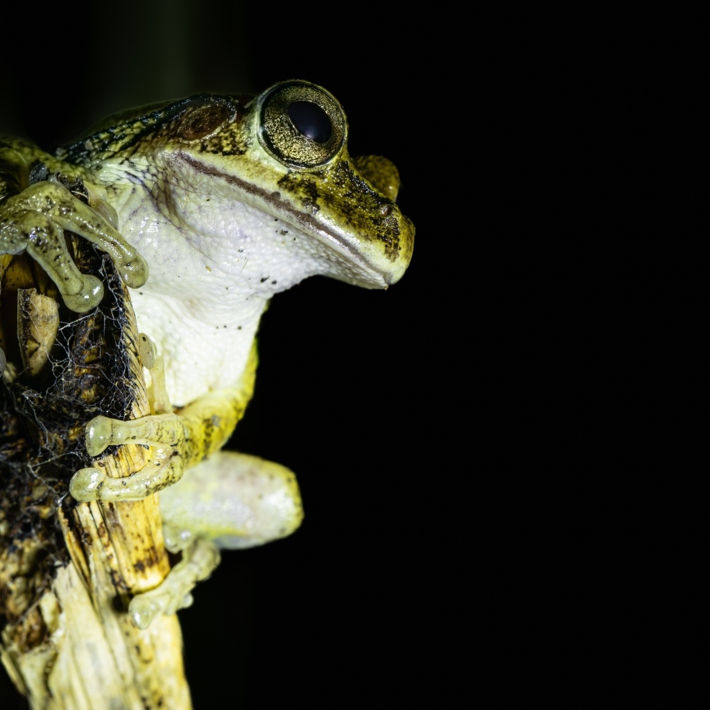 Большая зеленая лягушка сидит на ветке на черном фоне