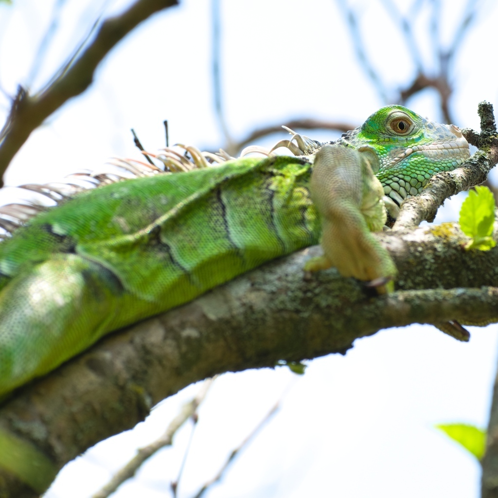 Большая зеленая игуана на ветке