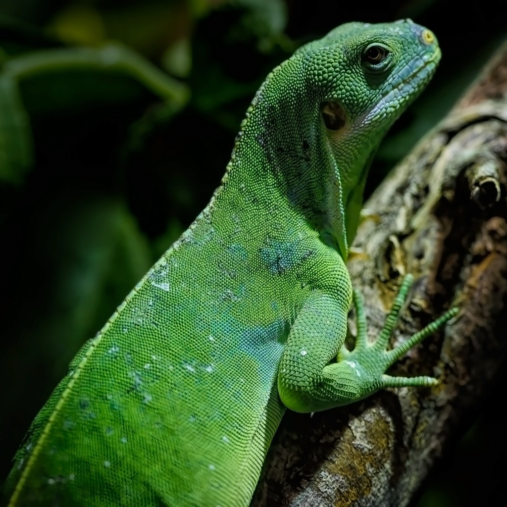 Большая зеленая игуана на ветке дерева