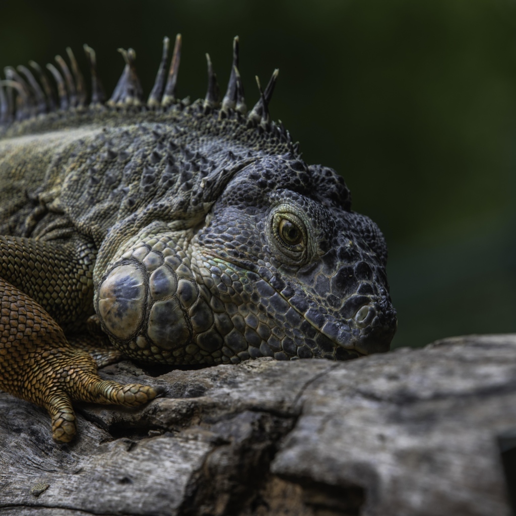 Большая игуана на старом дереве