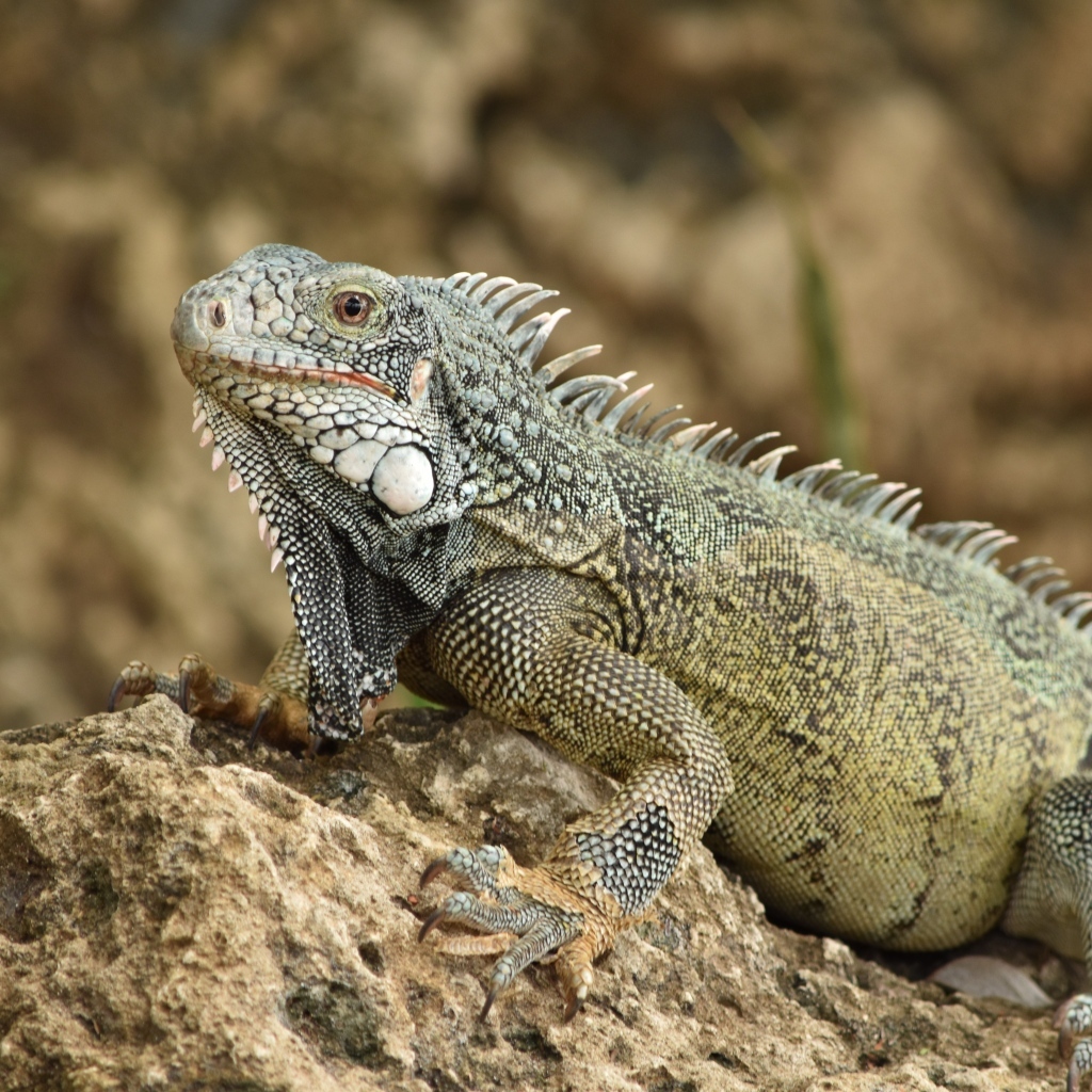 Большая игуана сидит на камне