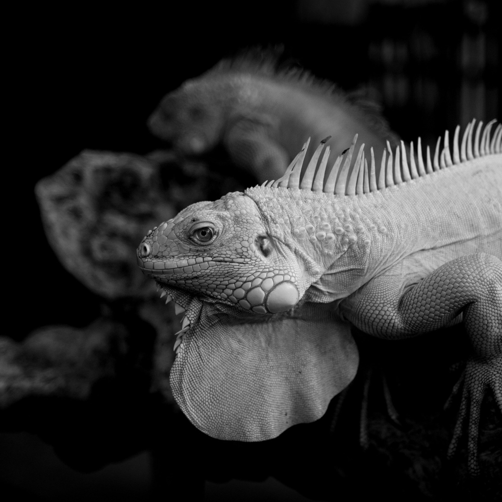 Черно-белое фото игуаны