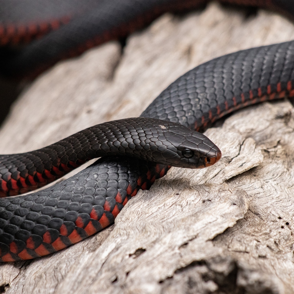 Black snake with red belly