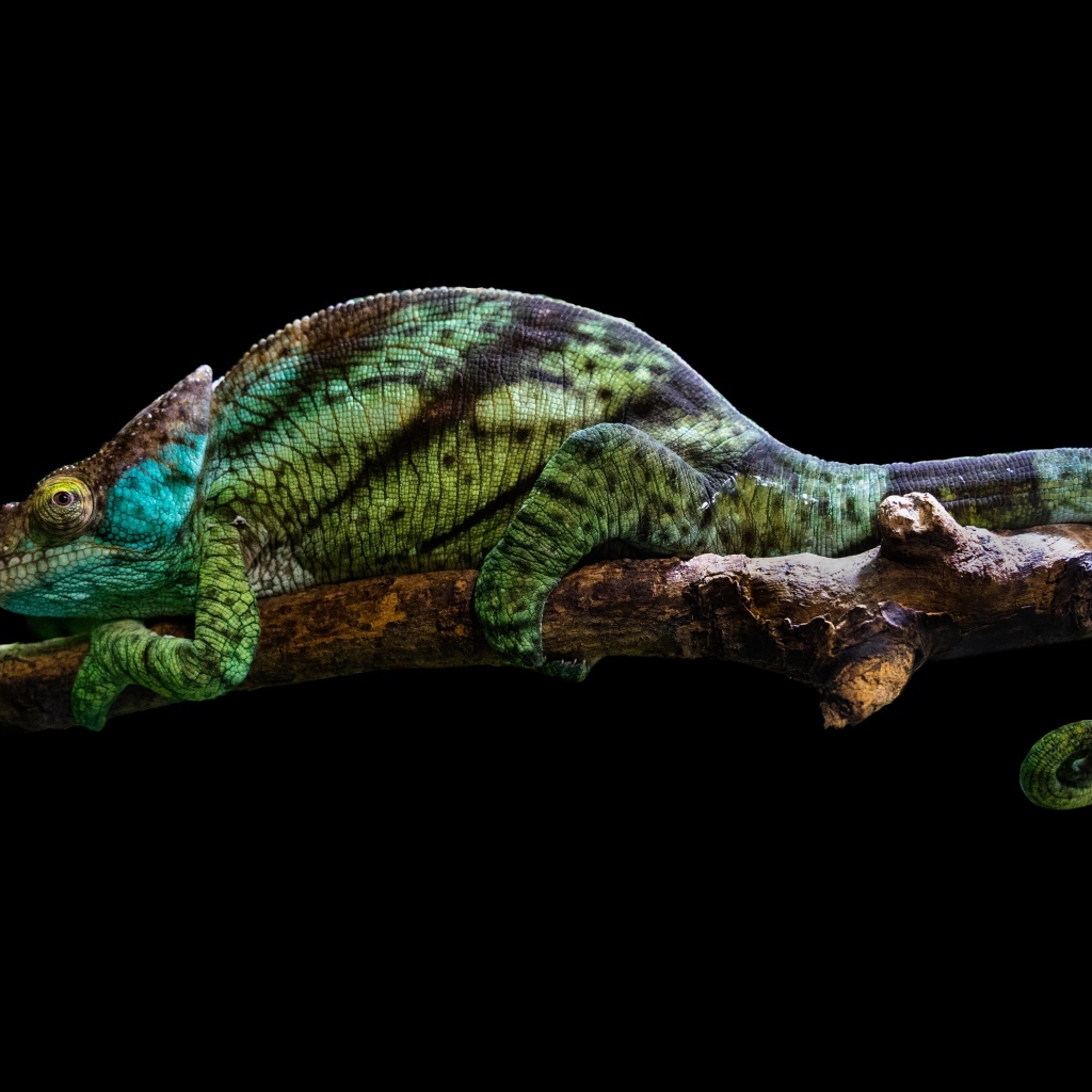 Хамелеон на ветке на черном фоне