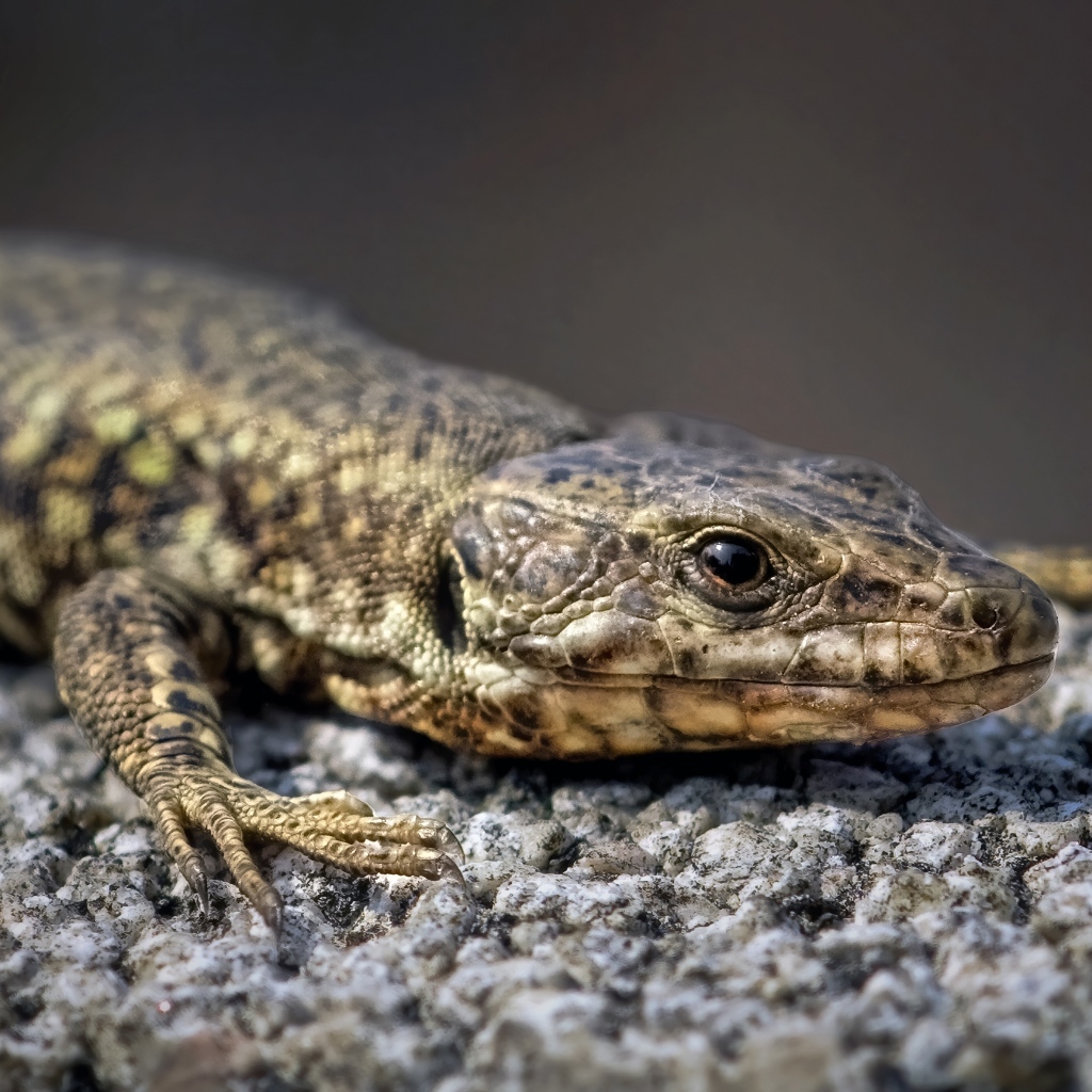 Серая ящерица сидит на камне