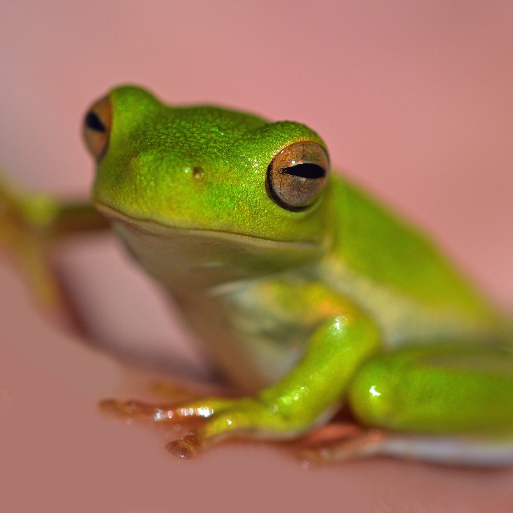 Зеленая лягушка на розовом фоне