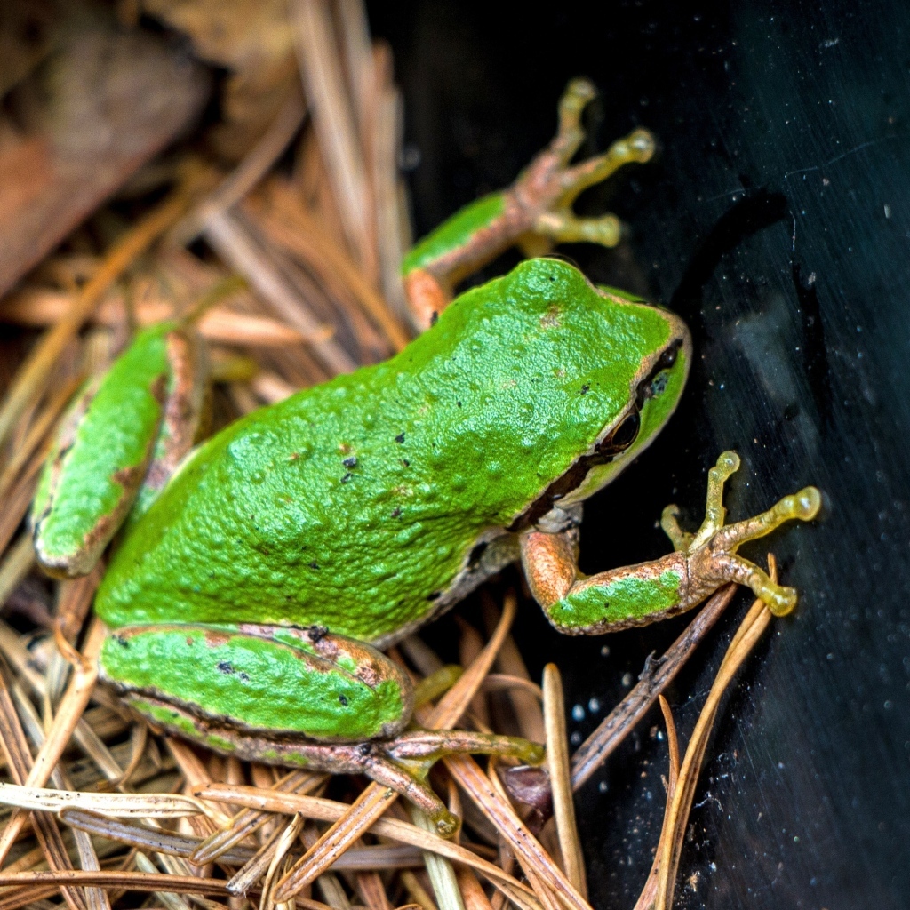 Зеленая лягушка сидит на траве 