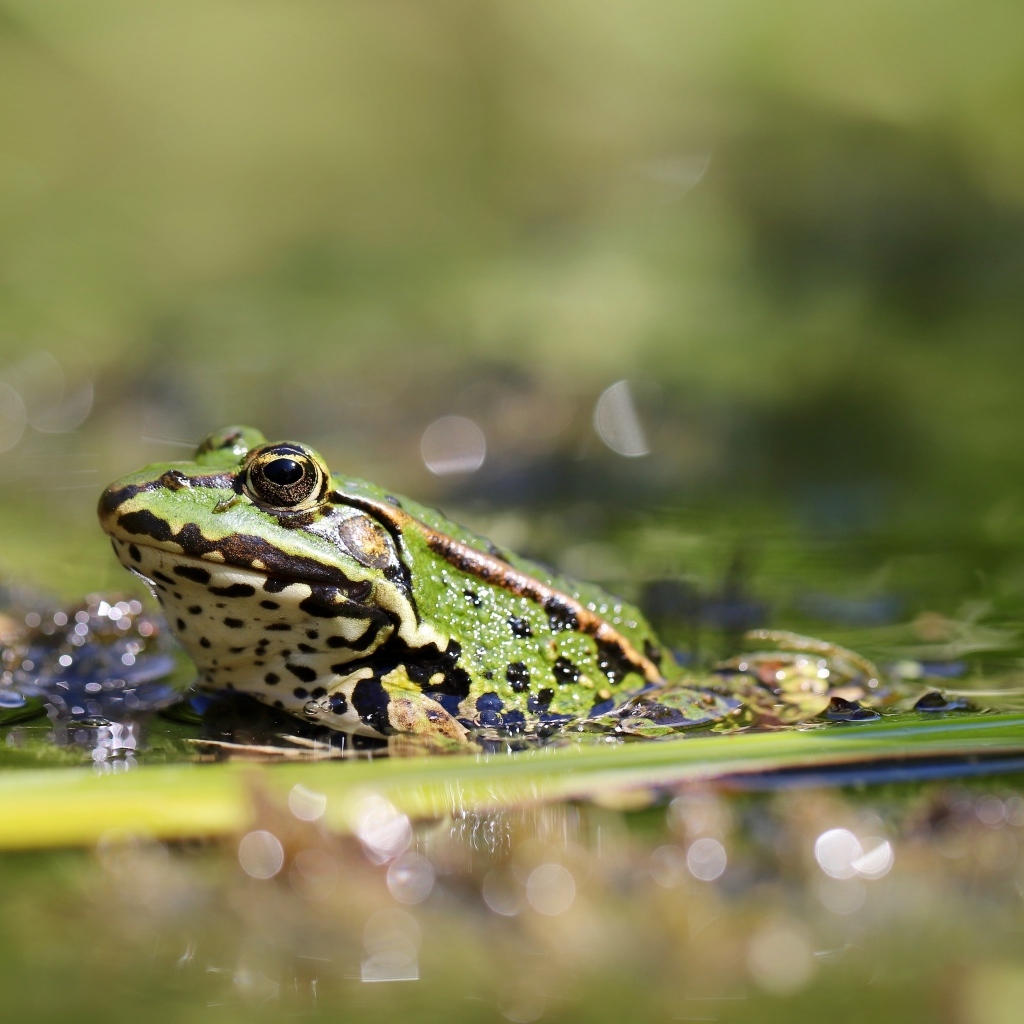Зеленая лягушка сидит в холодном пруду