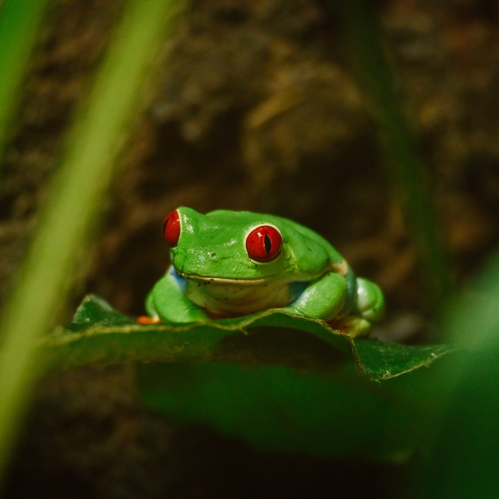 Зеленая лягушка с красными глазами сидит в листьях