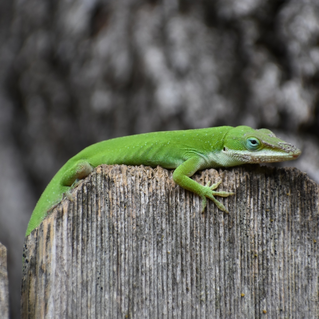 Зеленый геккон на заборе