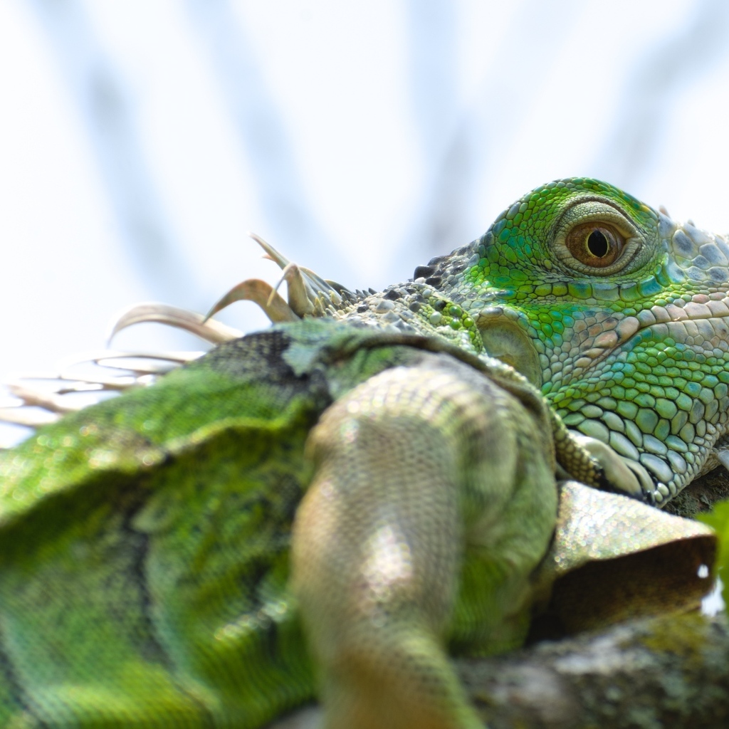 Зеленая игуана на ветке крупным планом