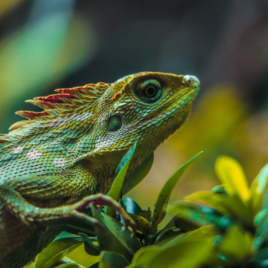 Зеленая ящерица сидит в зеленых листьях