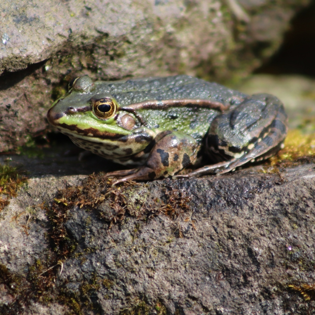 Зеленая прудовая лягушка на камне