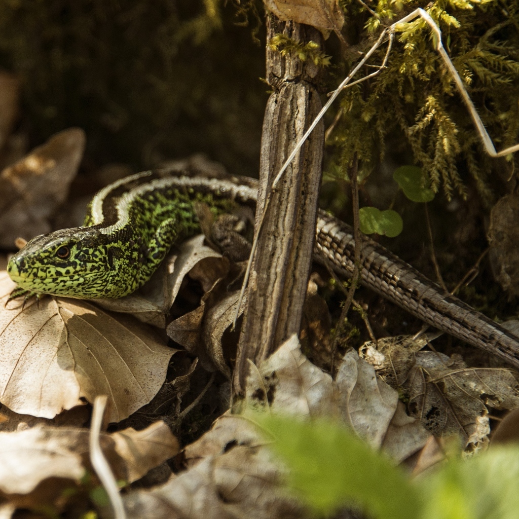 Зеленая песчаная ящерица в листве 