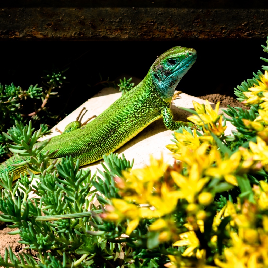 Большая зеленая ящерица в желтых цветах
