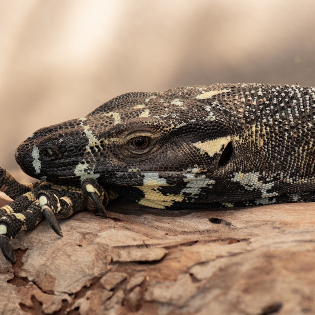 Большая игуана с острыми когтями 