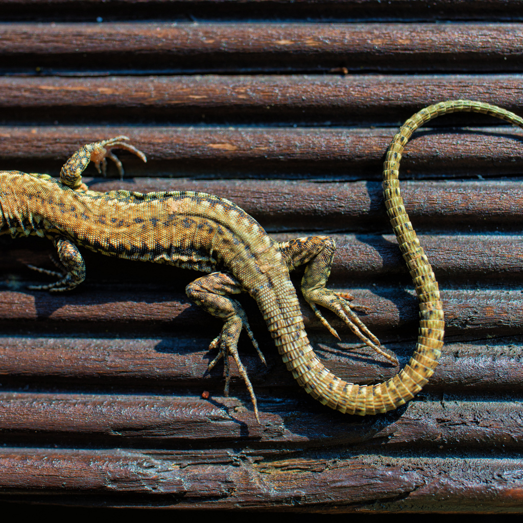 Large lizard on a wooden bench