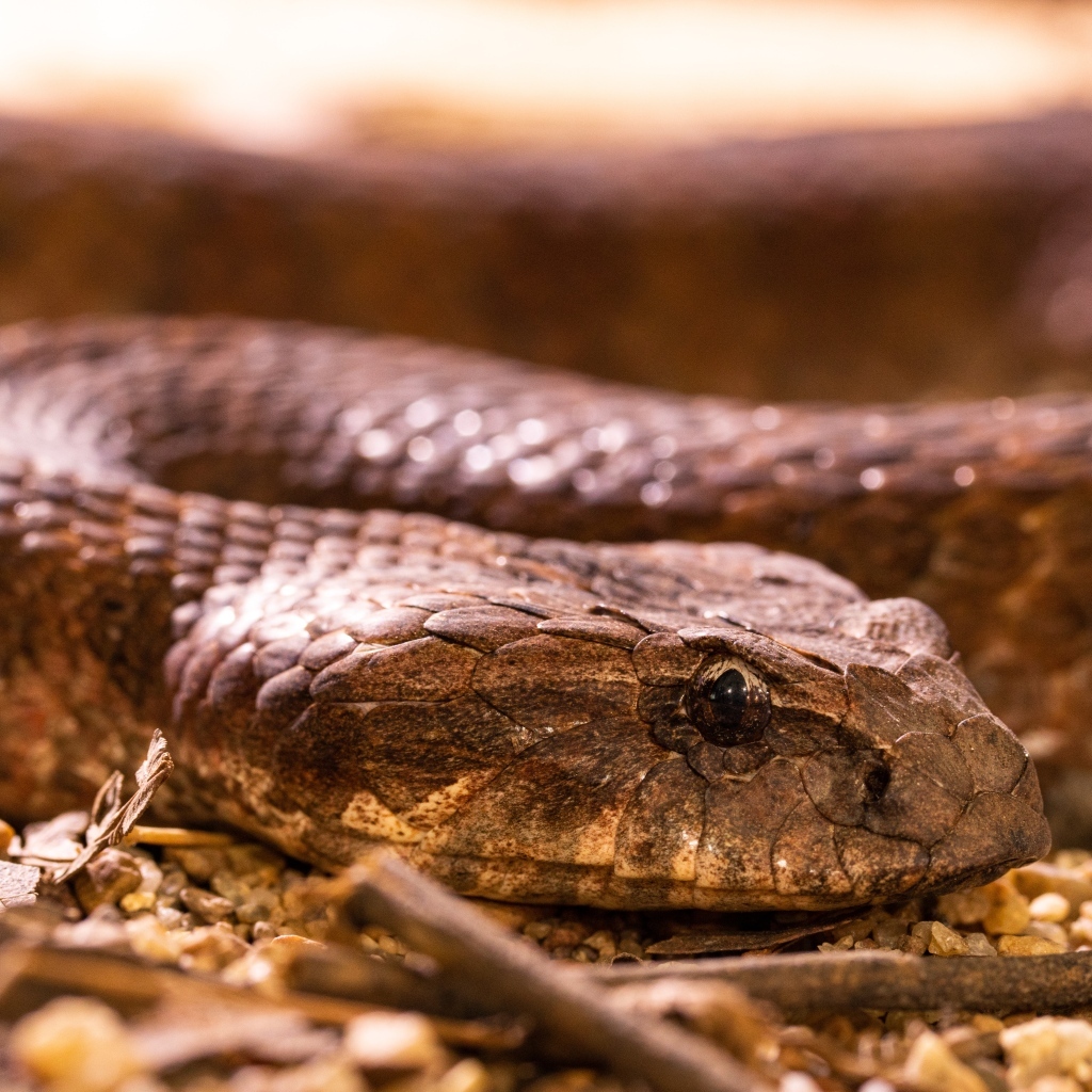 Большая ядовитая гадюка