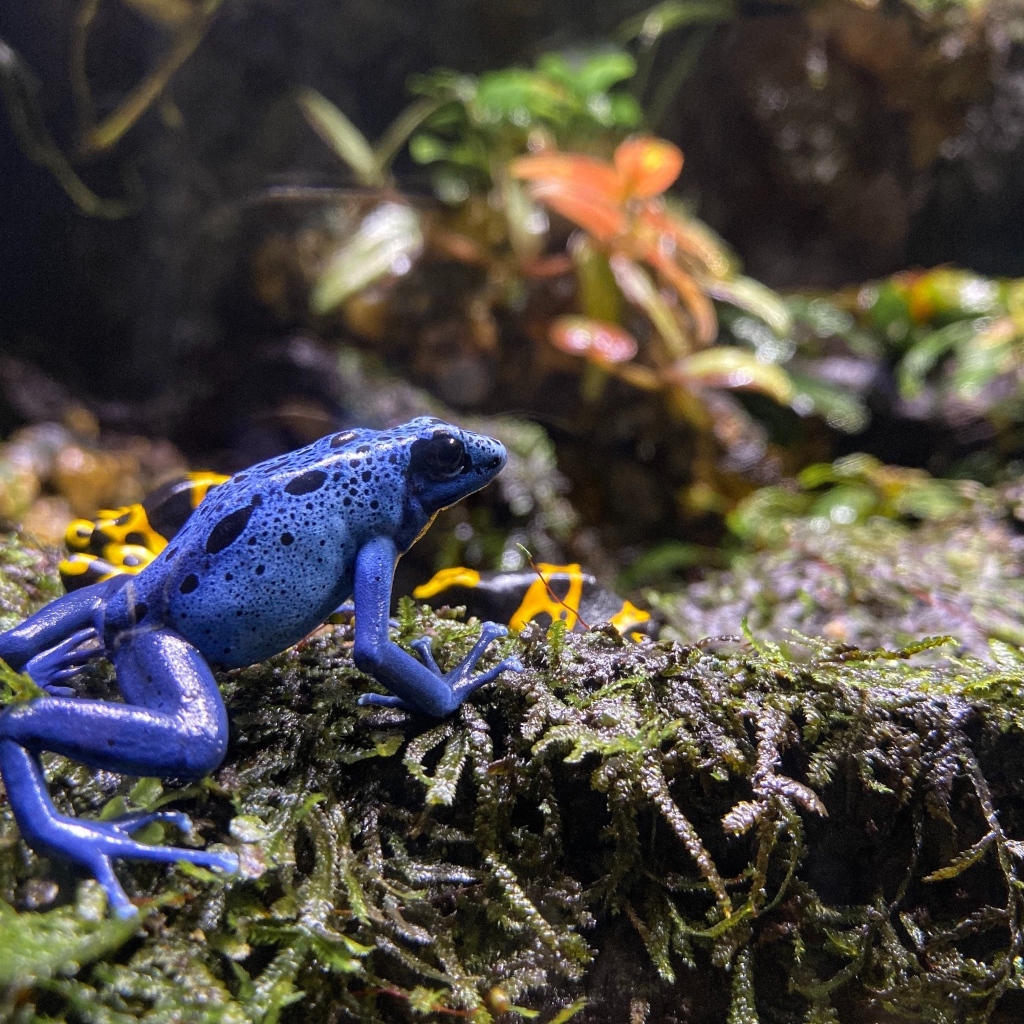 Маленькая голубая лягушка 