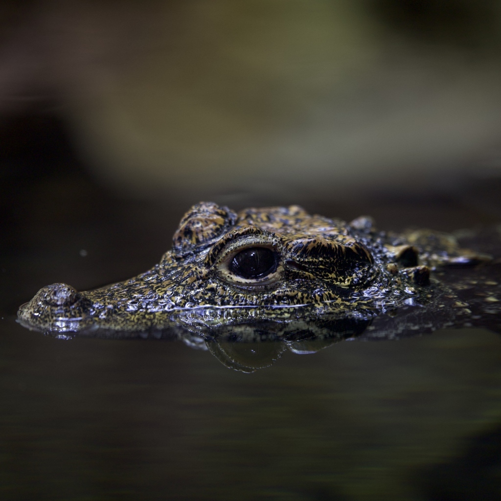 Маленький крокодил в воде