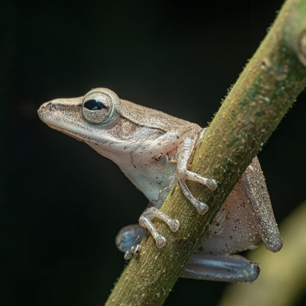 Маленькая лягушка на ветке на черном фоне