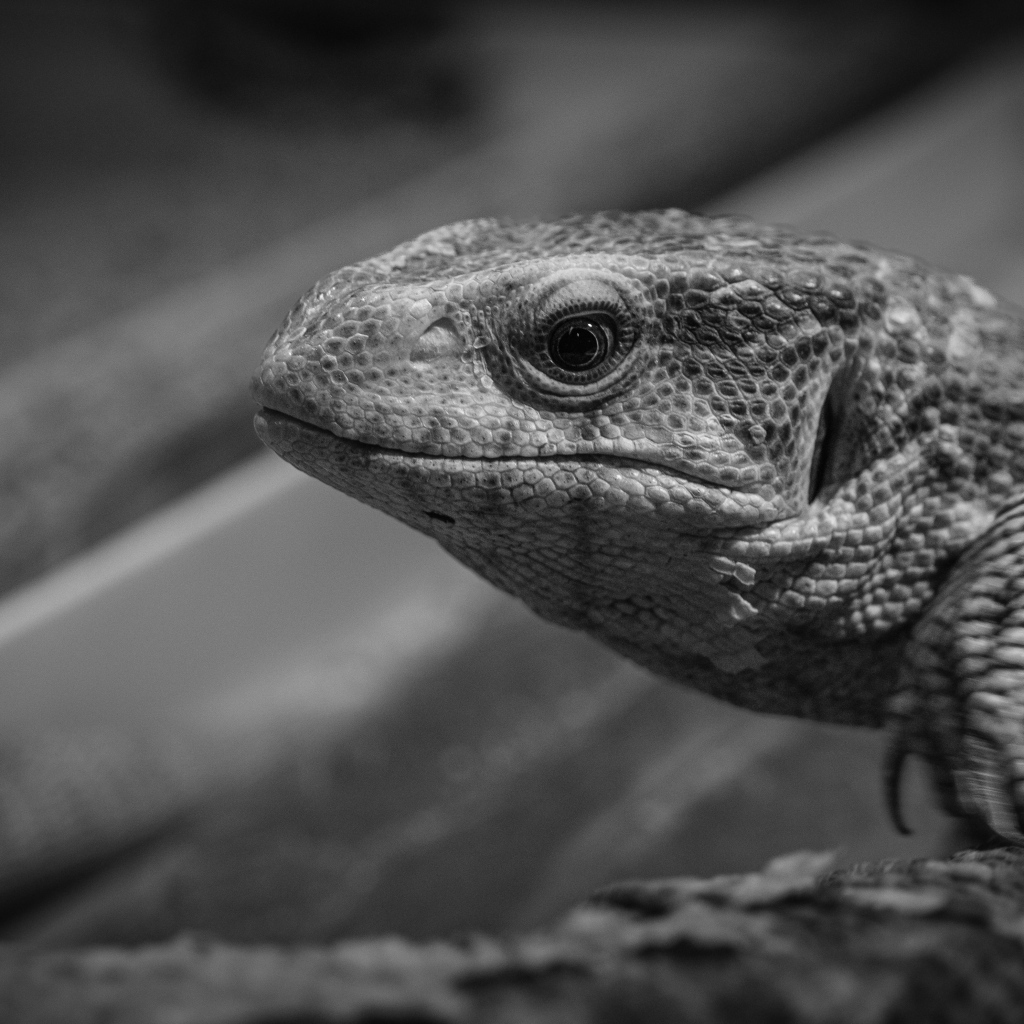 Варан черно-белое фото