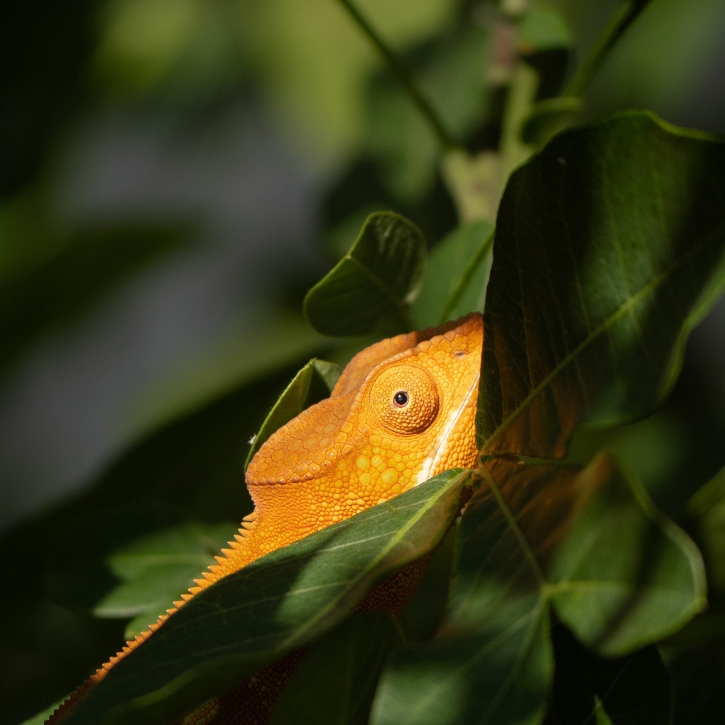 Оранжевый хамелеон в зеленых листьях