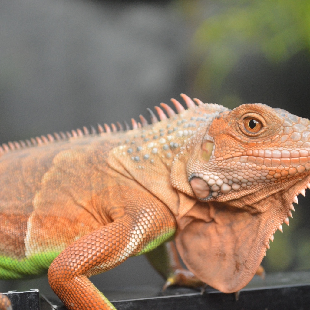 Оранжевая игуана крупным планом
