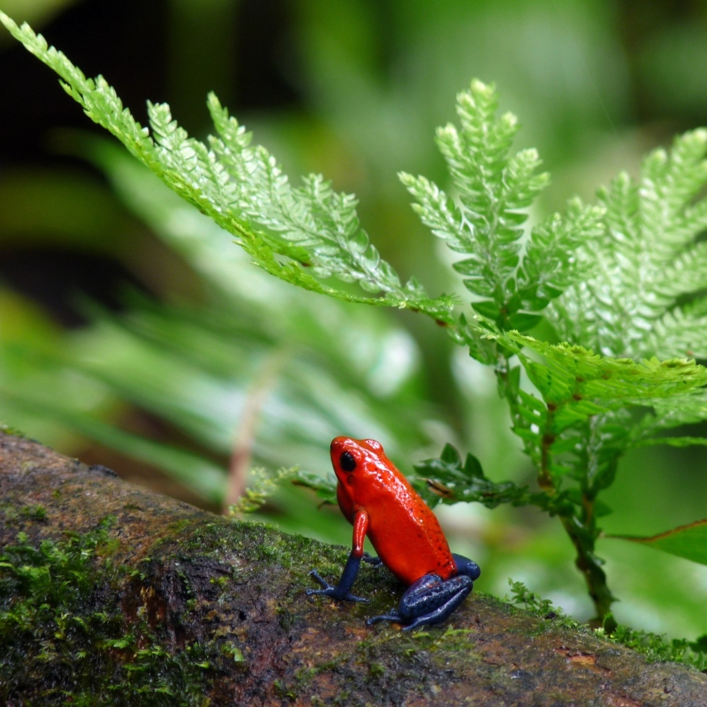 Красная лягушка с синими лапами