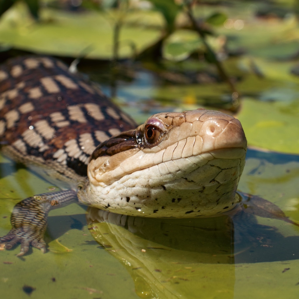 Сцинк с синим языком спрятался в воде