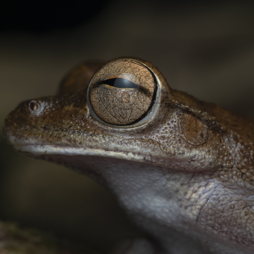 Жаба с большими глазами