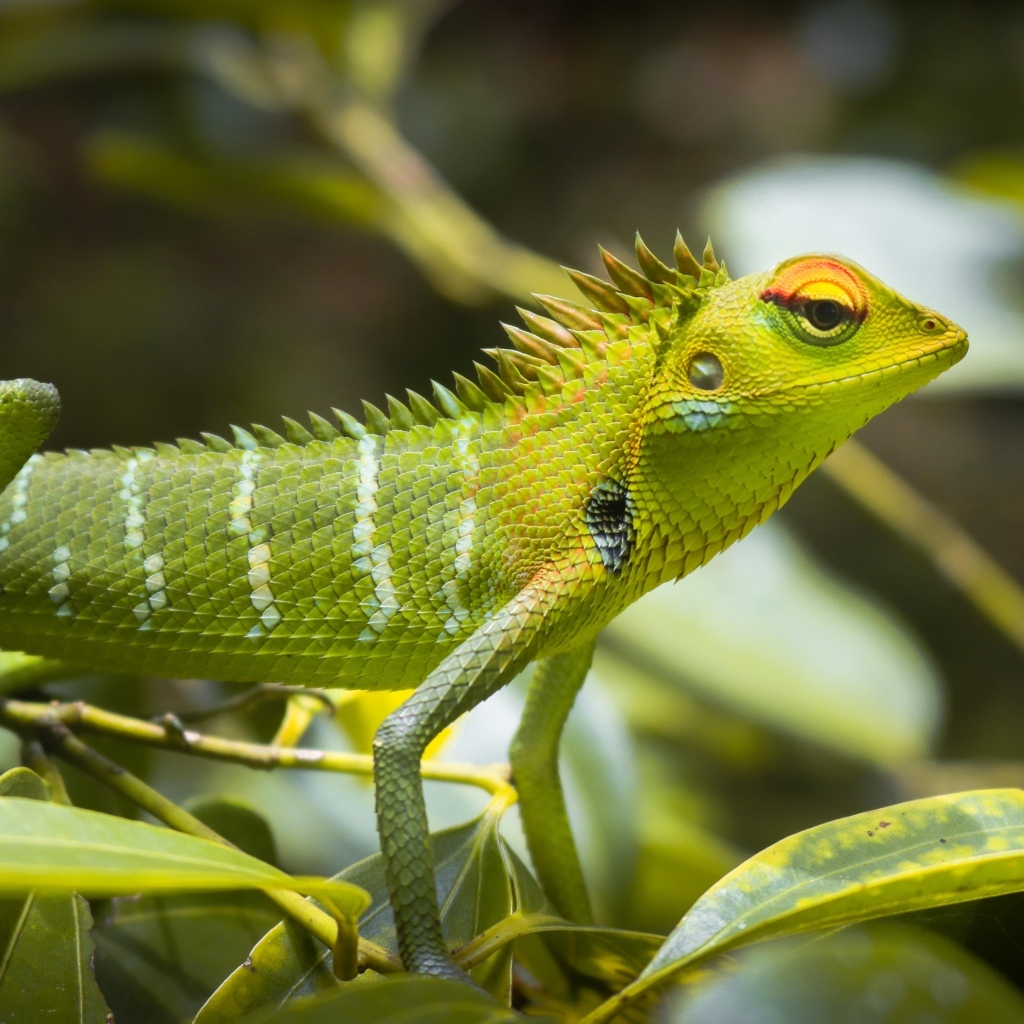 Маленькая зеленая ящерица в листьях 
