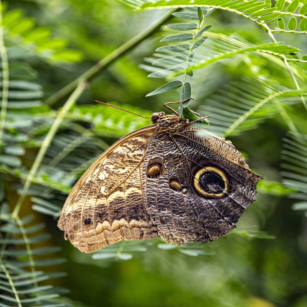 Большая коричневая бабочка сидит на зеленой ветке