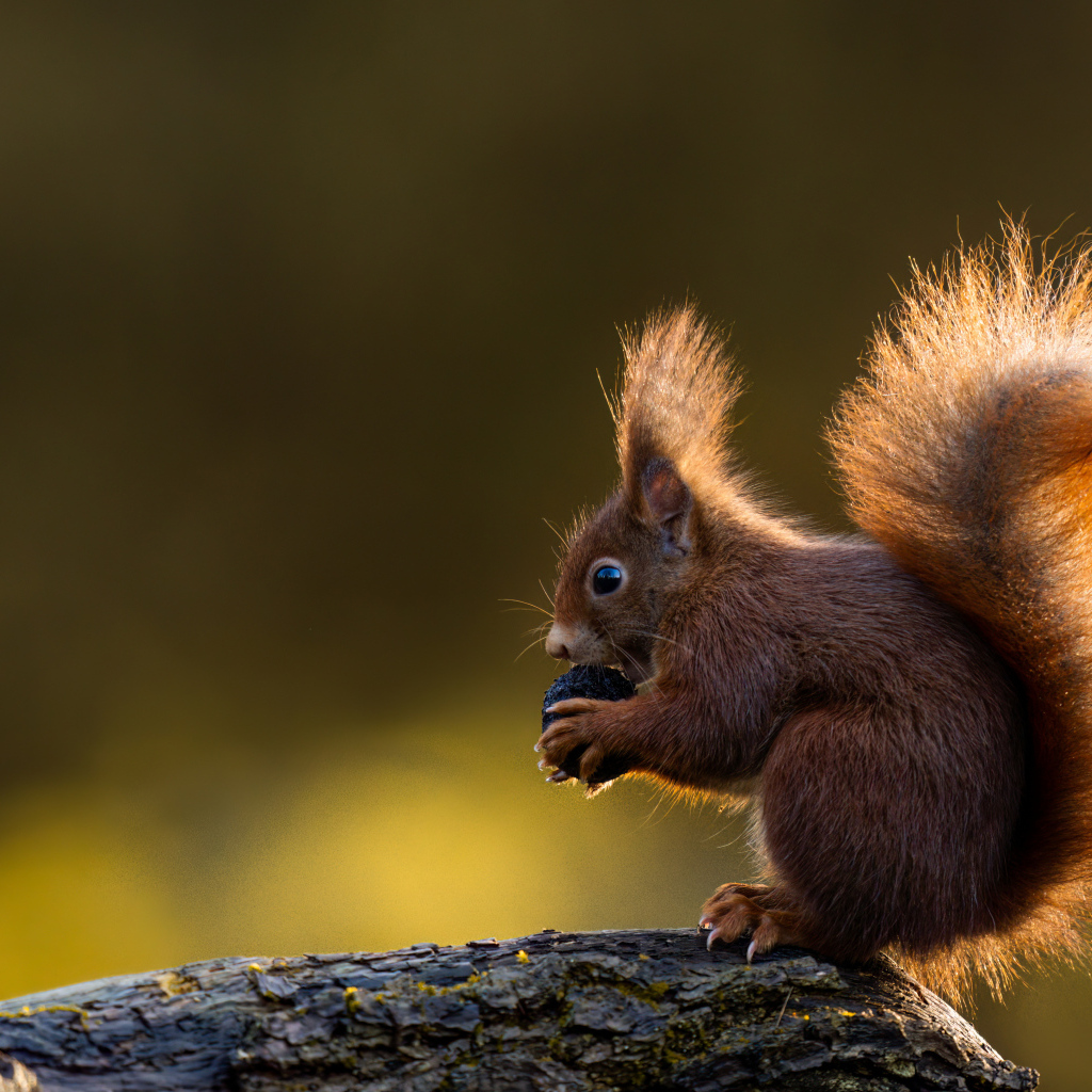Маленькая белка в пушистым хвостом грызет орех