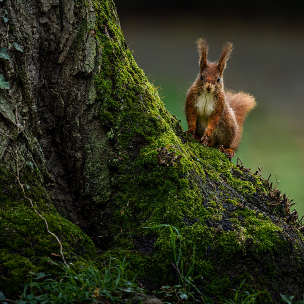 Маленькая белка сидит на покрытом мхом дереве