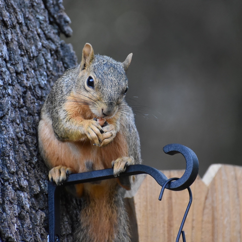 Белка грызет орех у кормушки на дереве