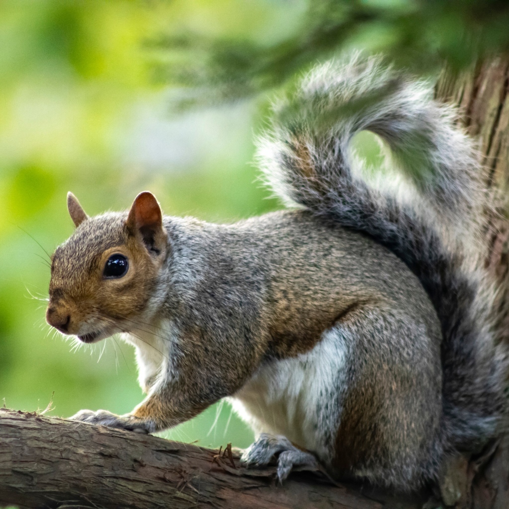Белка с большими глазами сидит на ветке