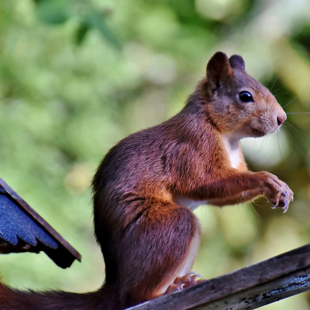 Красивая рыжая белка сидит на ветке