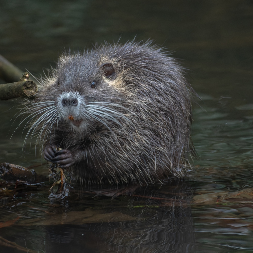Черная нутрия в воде