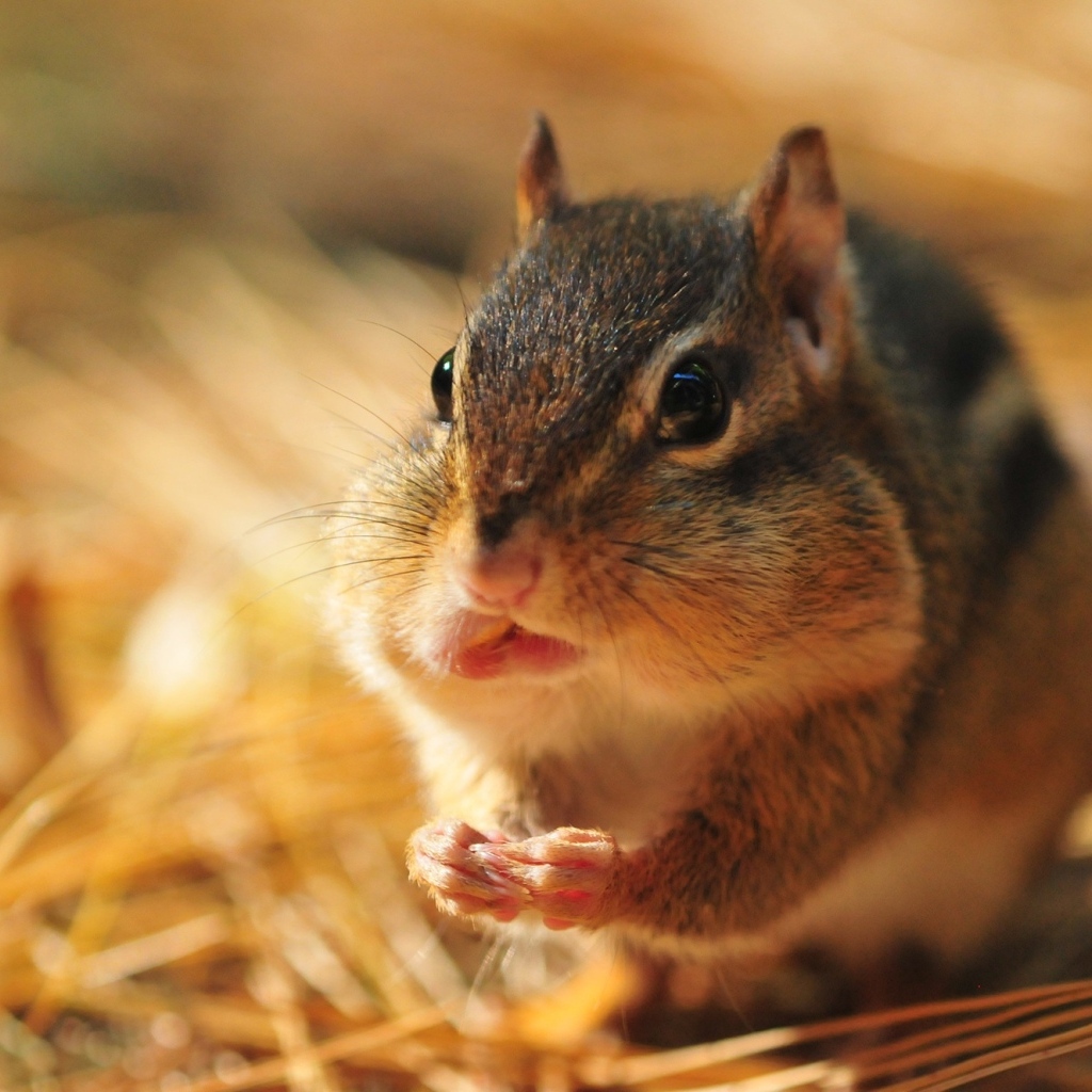 Бурундук с набил рот орехами