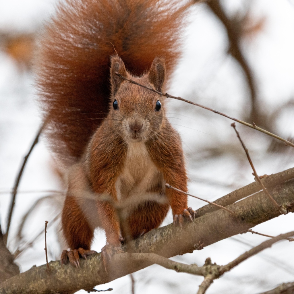 Любопытная рыжая белка сидит на ветке
