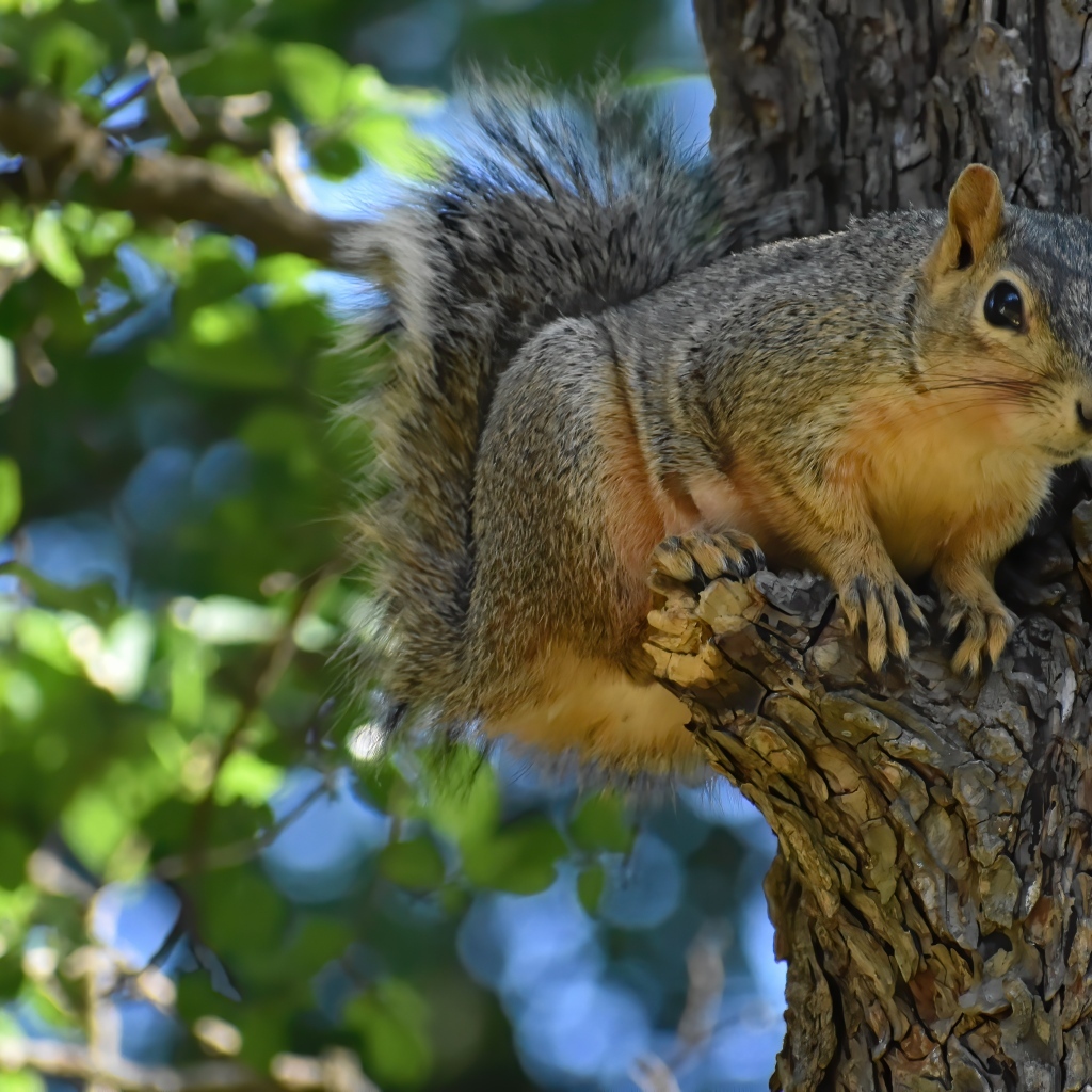 Любопытная белка на ветке дерева